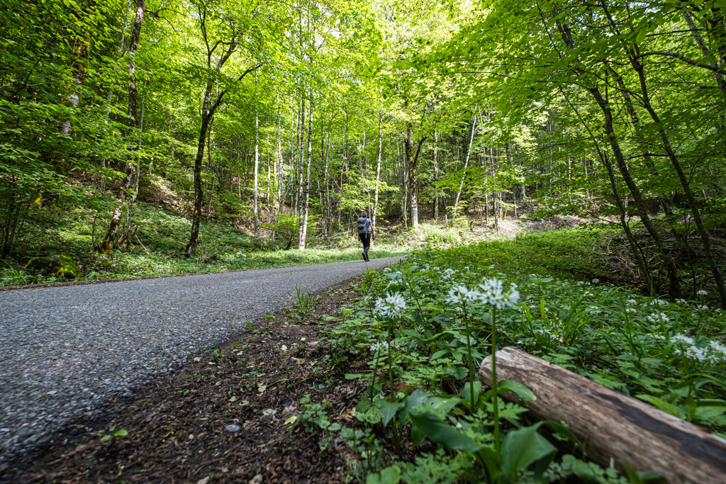 La route au départ de La Rippe