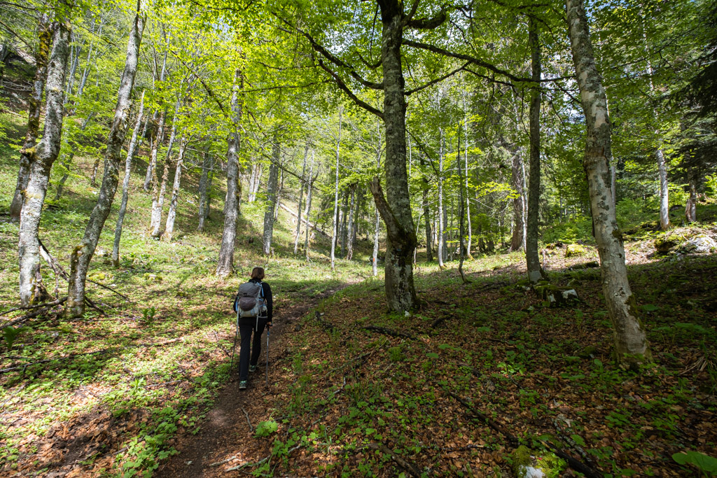 Passage en forêt