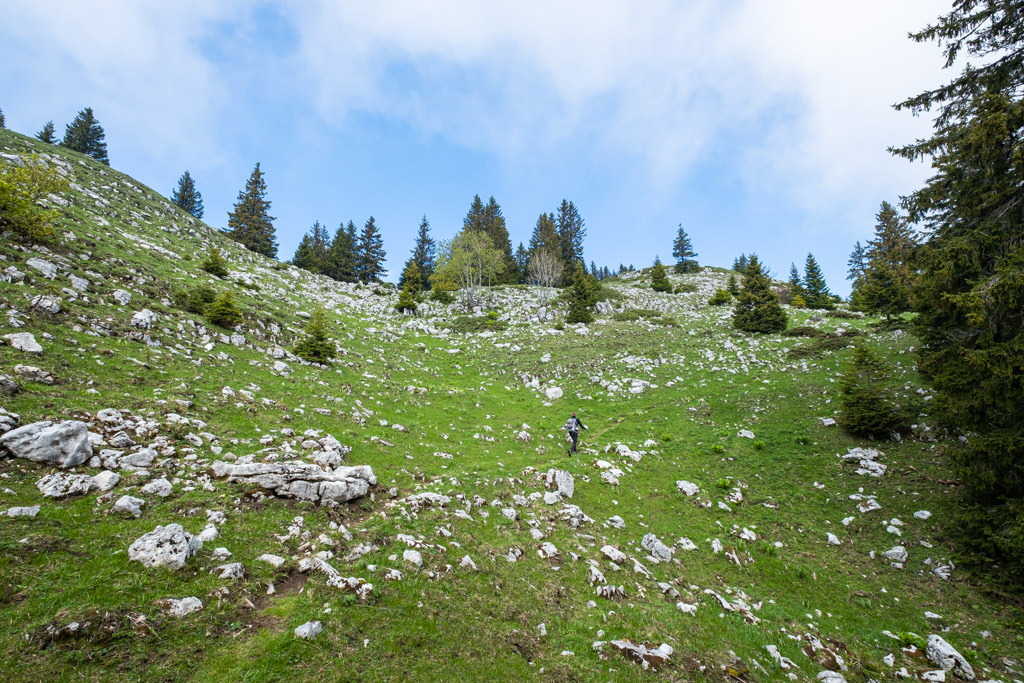 En dehors de la forêt