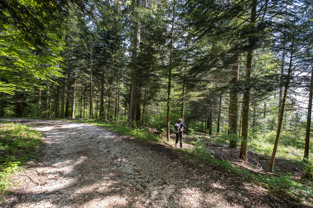 La flèche rouge et le rond vert contre l’arbre sont nos repères pour tourner sur ce sentier.