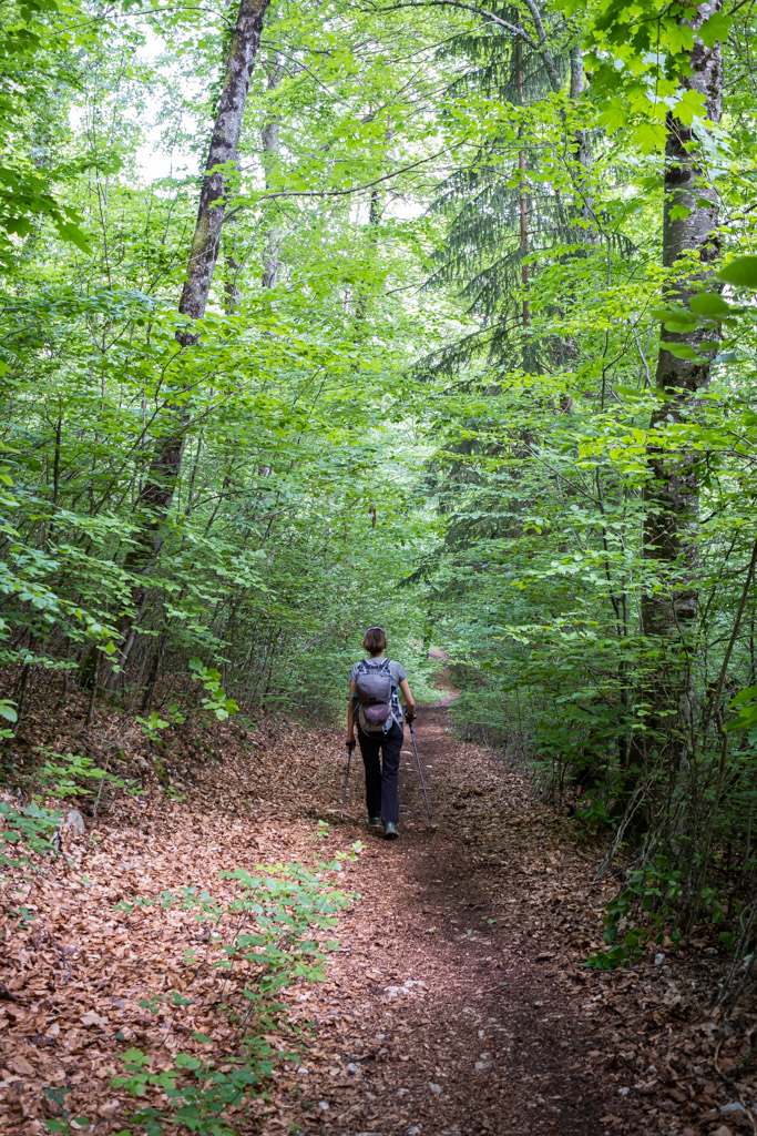 Sentier en forêt pour retourner au parking